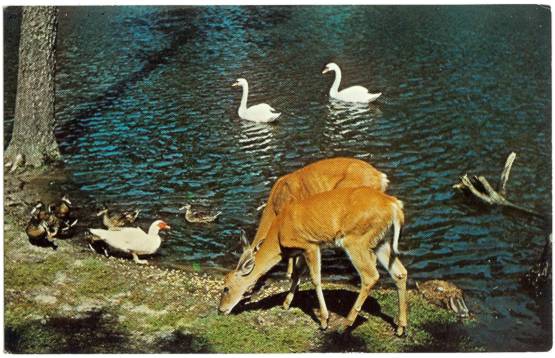 Postcard of Deer Town Park Rapids Minnesota Deer Swans & Mallards