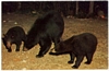 Postcard of Black Mother Bear and her two Cubs