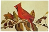 Postcard Audobon Painting of The Cardinal State Bird of 7 States