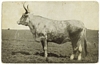 Vintage Postcard Lone Star Bull owned by Miss Jean Maulsby