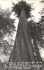 RPPC Postcard Worlds Tallest Founders Redwood Tree CA