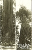 RPPC Postcard Worlds Tallest Founders Tree Dyerville Flats CA