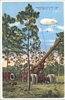 Linen Postcard Men Watching Artillery Fire at Ft Bragg NC 1940s